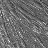 C2C12 myotubes (magnification 10X).