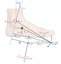 Der Fuß wird als Körper angenommen, der durch seinen Masseschwerpunkt, sein Trägheitsmoment, und die Position des Sprunggelenks definiert wird.